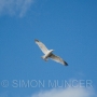 Flying Gull